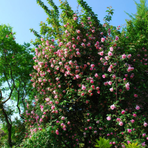 The Old Roses of Bonne Maison © Odile Masquelier