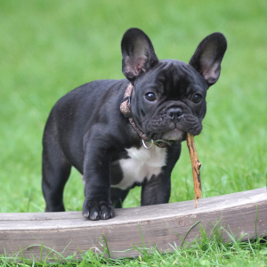French Bulldog © Pixlr 776078