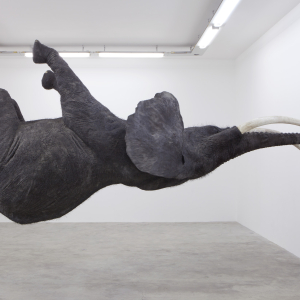 Exhibition © Daniel Firman, Nasutamanus Biennale Art Contemporain 2012