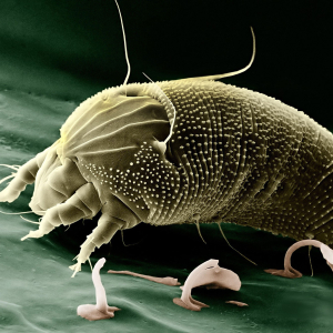 Mite © Pixabay / Wikilmages 67638