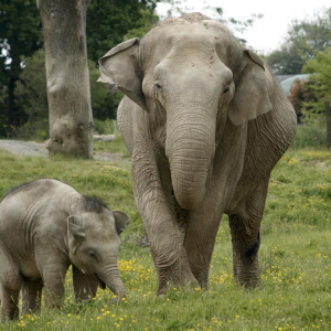 Elephants © Le PAL