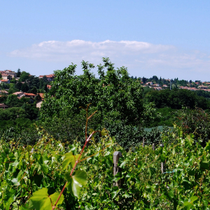 View of Dardilly © Ville de Darlilly