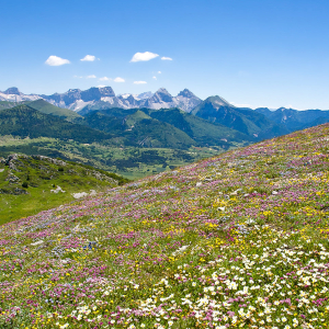 Flore du Haut-Diois © Lionel Pascale / Drôme Tourisme
